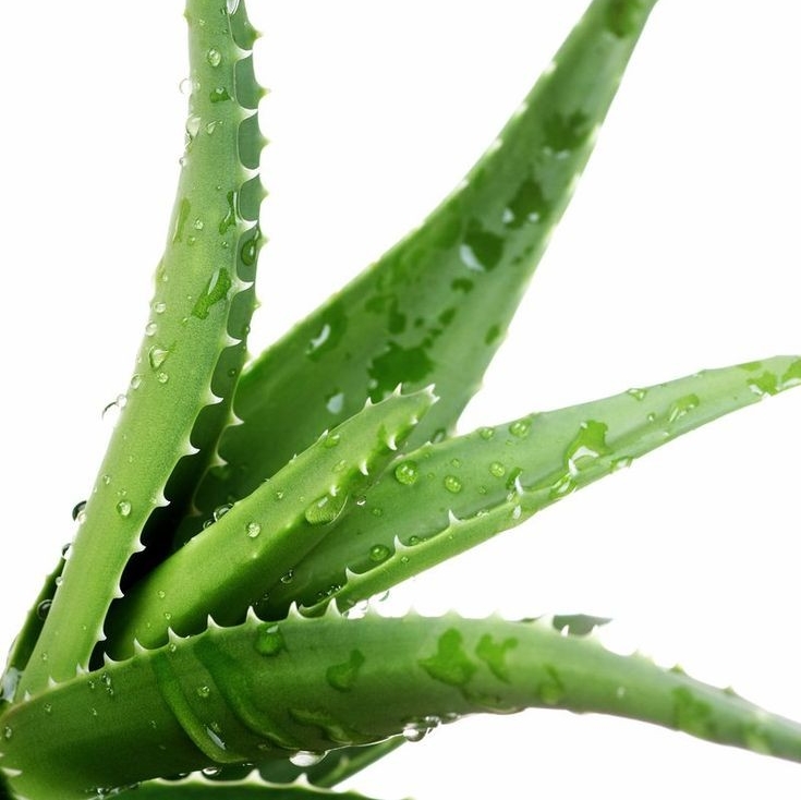 Aloe Vera Healthcare Verushca